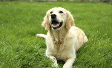 Como se estruturar para aceitar pets em hóteis?